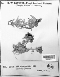 Botrytis sphagnorum image